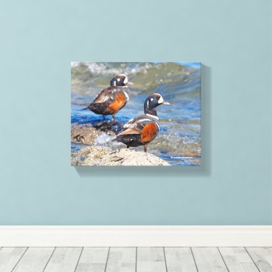 Mooie Harlequin Ducks op de Rocks Canvas Afdruk (Insitu (Houten vloer))