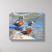 Mooie Harlequin Ducks op de Rocks Canvas Afdruk (Voorkant)