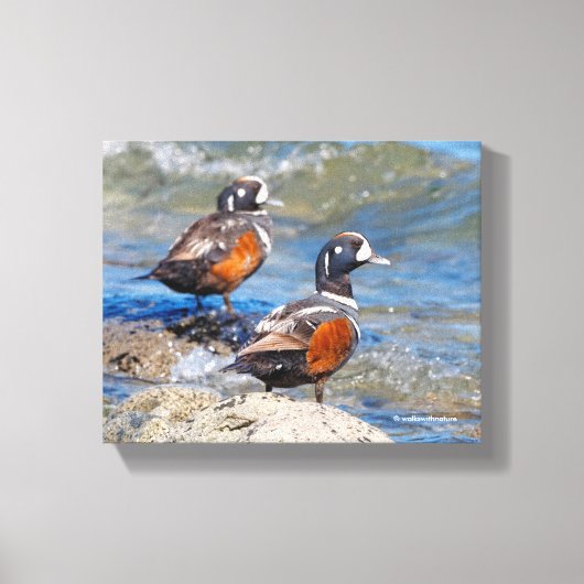 Mooie Harlequin Ducks op de Rocks Canvas Afdruk (Voorkant)