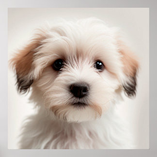 Mooie Havanese Puppies Hond Portret Poster (1)