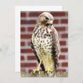 Mooie Hawk-briefkaart (Voorkant / Achterkant)