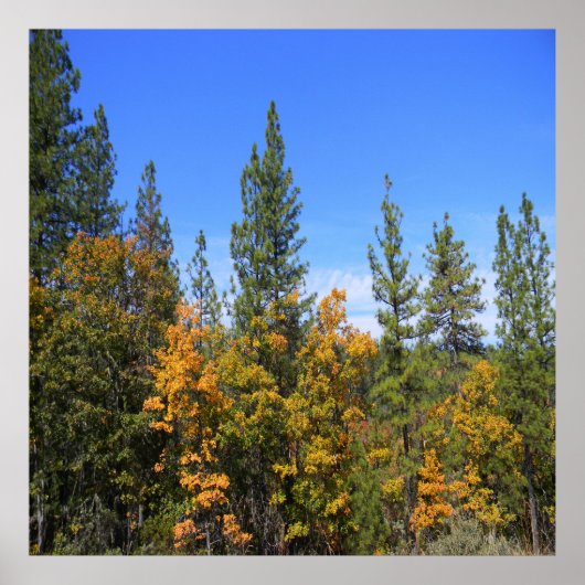 Mooie Hayfork, Californië... Poster (Voorkant)