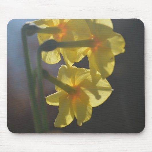 Mooie heldere kleur gele narcis bloem muismat (Voorkant)