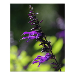 Mooie heldere Paarse Salvia Amistad Flowers Perfect Poster