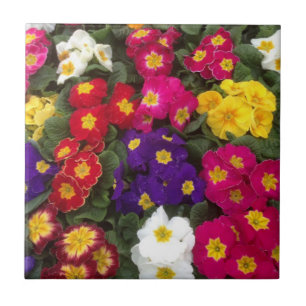 Mooie heldere polyanthus bloemen tegeltje