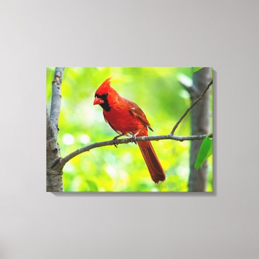 Mooie, heldere rode kardinaal in een boom canvas afdruk (Voorkant)