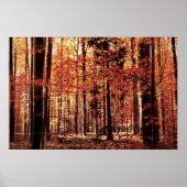 Mooie herfst bos poster (Voorkant)