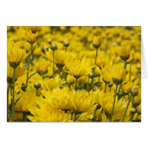 Mooie Herfst Chrysanthemum Floral Foto