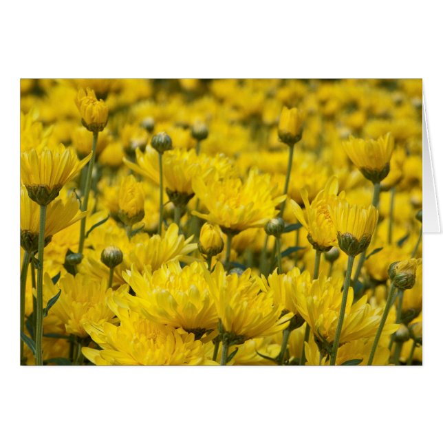 Mooie Herfst Chrysanthemum Floral Foto (Voorkant Horizontaal)