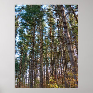 Mooie herfst dennenbomen poster