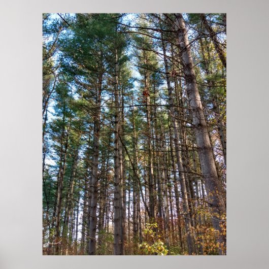 Mooie herfst dennenbomen poster (Voorkant)