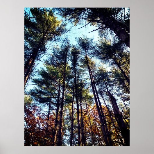 Mooie herfst dennenbomen poster (Voorkant)