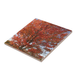 Mooie herfst esdoorn in rode bladeren tegeltje