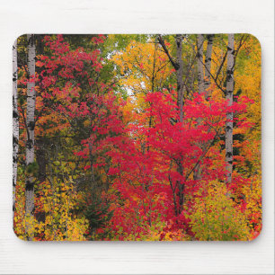 Mooie herfst in Canada. Muismat