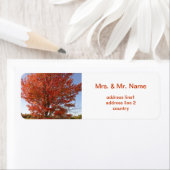 Mooie Herfst Maple Tree in Red Leaves Etiket (Insitu)