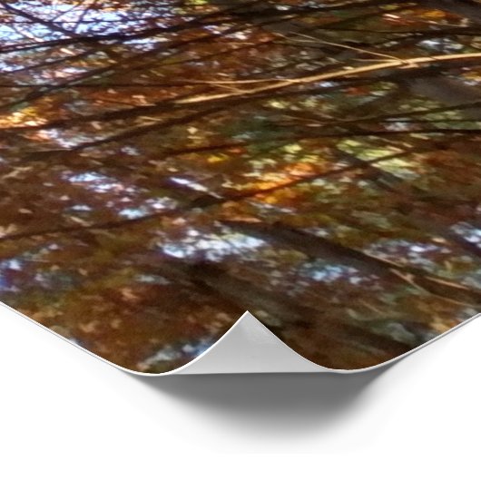 Mooie herfst pijnbomen poster (Hoek)