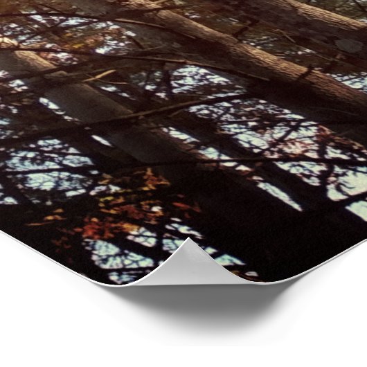 Mooie herfst pijnbomen poster (Hoek)