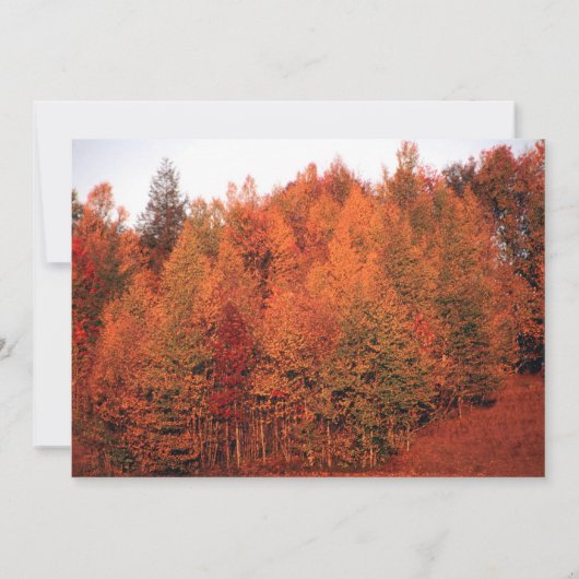 Mooie herfst Trees Wedding Kaart (Achterkant)