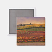 Mooie Herfst Vineyard Art Magnet (Voorkant / Achterkant)