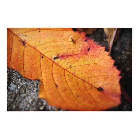 Mooie herfstblad foto afdruk (Voorkant)