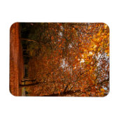 Mooie herfstbomen magneet (Horizontaal)