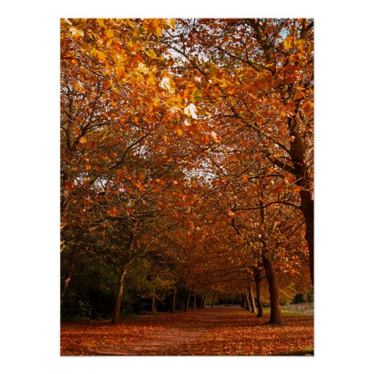 Mooie herfstbomen perfect poster (Voorkant)