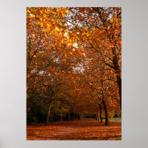 Mooie herfstbomen poster