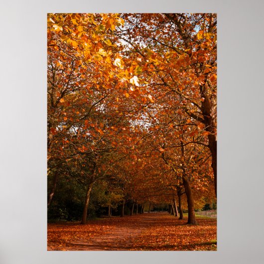 Mooie herfstbomen poster (Voorkant)