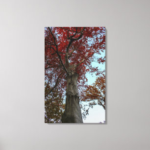 Mooie herfstboom in Central Park Canvas Afdruk