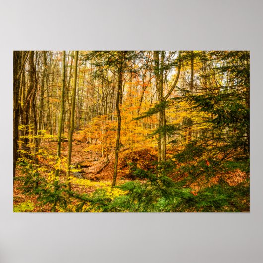 Mooie herfstkleuren bomen bos poster (Voorkant)