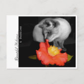 Mooie Hibiscus...& bellen Briefkaart (Voorkant)