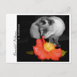 Mooie Hibiscus...& bellen Briefkaart