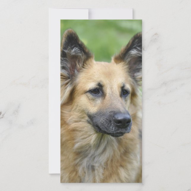 Mooie hond (Voorkant)