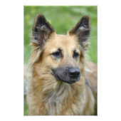 Mooie hond foto afdruk (Voorkant)