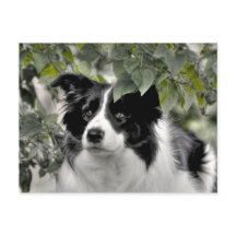 Mooie hond in groen bladrijk boslandschap