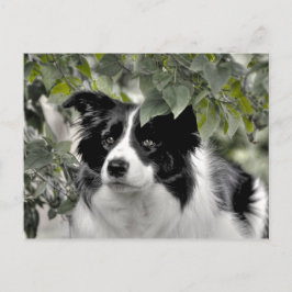 Mooie hond in groen bladrijk boslandschap briefkaart