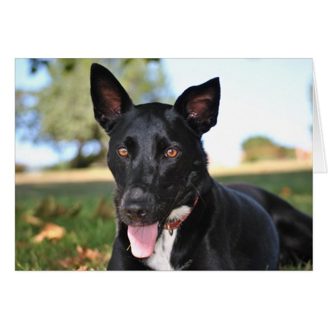 Mooie hond met gevelogen (Voorkant Horizontaal)