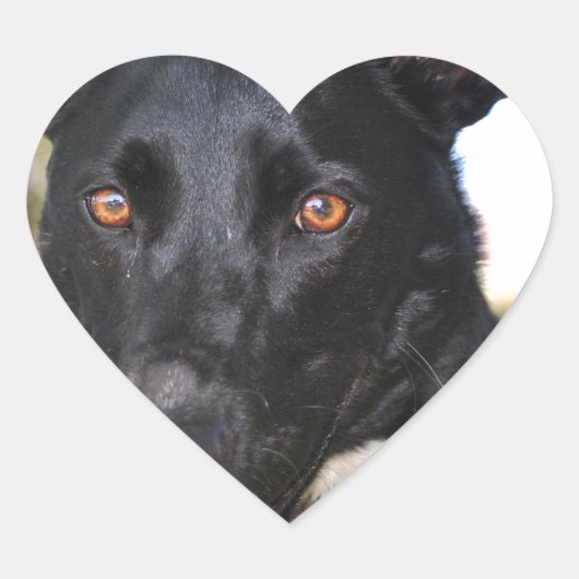 Mooie hond met gevelogen hart sticker (Voorkant)
