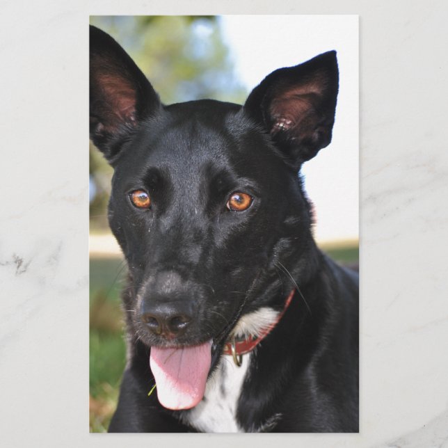 Mooie hond met hazelnootkleurige ogen (Voorkant)