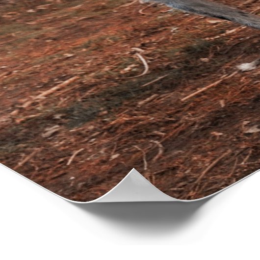 Mooie hond van Lurcher Poster (Hoek)