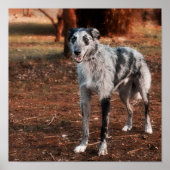 Mooie hond van Lurcher Poster (Voorkant)