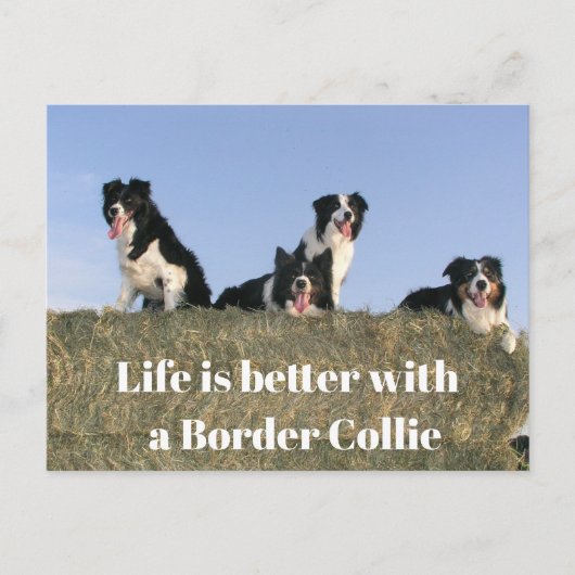 Mooie honden briefkaart (Voorkant)