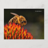 Mooie Honeybee die een Coneflower bestuift Briefkaart (Voorkant)