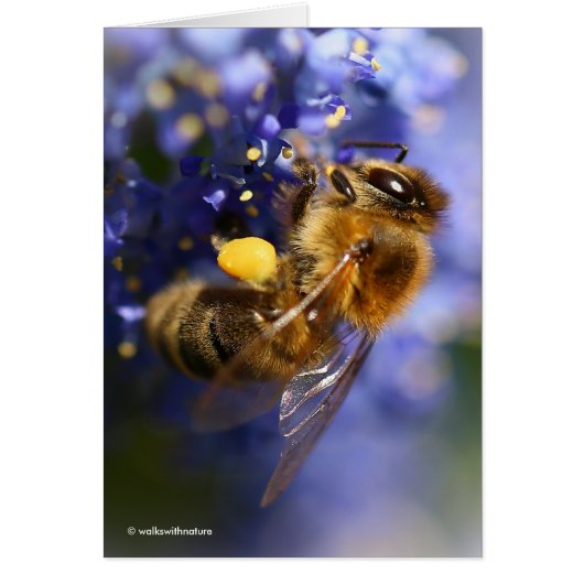 Mooie honingbije op de Californische Lila (Voorkant)