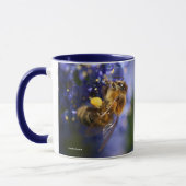 Mooie honingbije op de Californische Lila Mok (Links)