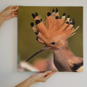 Mooie hoopvogel met kroon op veren canvas afdruk