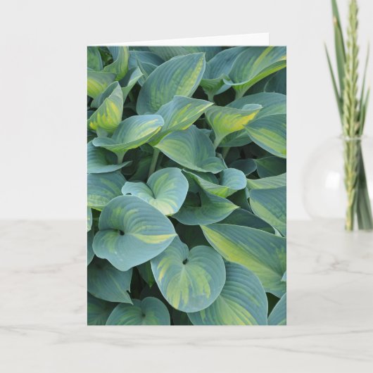 Mooie hosta plant wenskaart kaart (Voorkant)