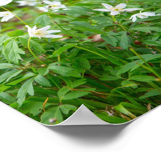 Mooie houten anemone-bloemen poster (Hoek)
