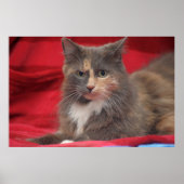 Mooie huiskat ontspannen tegen een rode achtergron poster (Voorkant)