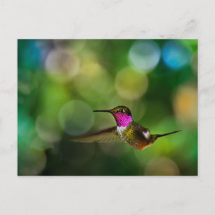 Mooie Hummingbird Briefkaart